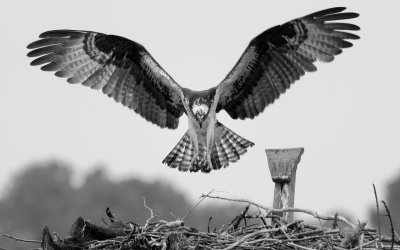 Osprey Returning to Her Nest