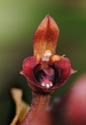 Bulbophyllum falcatum var velutinum