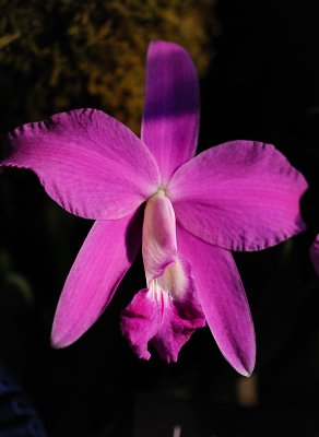 Cattleya sincorana