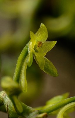 Angraecropsis parviflora