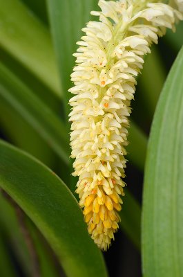 Bulbophyllum stelis