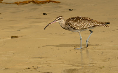Wimbrel on the Beach