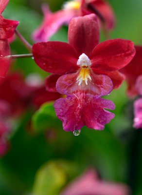A True Christmas Orchid