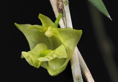 Dendrobium macfarlanei