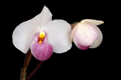 Paphiopedilum delenatii