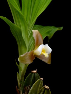 Lycaste xytriophora