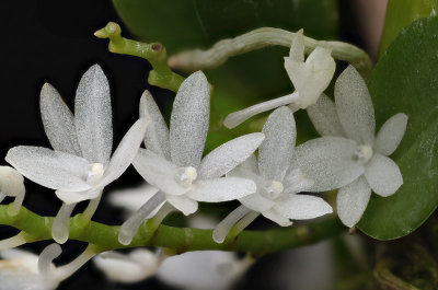 Aerangis hyaloides