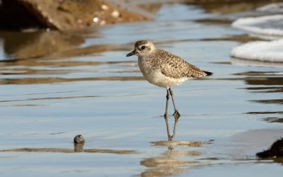 Black Bellied Plover