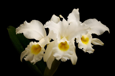 Cattleya gaskelliana var mosca