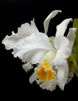 Cattleya Libby Gray