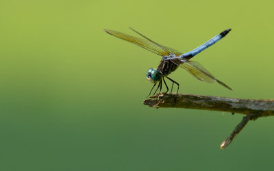 Dragonfly and Bokeh