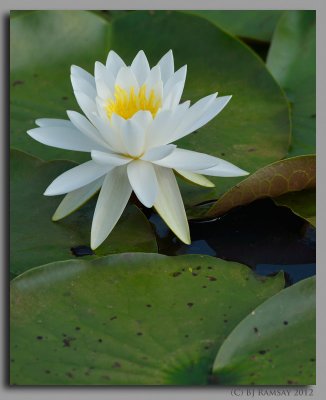 Kenilworth Aquatic Gardens