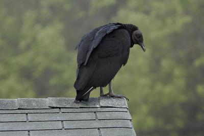 Black Vulture_001.jpg