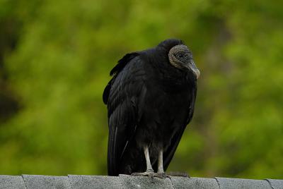 Black Vulture_001.jpg