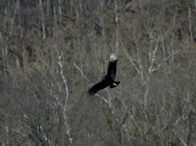 Black Vulture_002