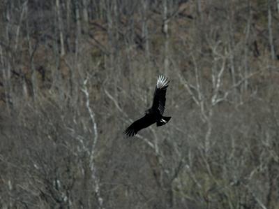 Black Vulture_002