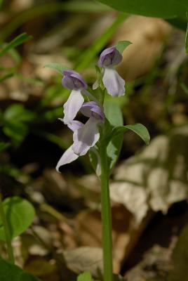 Showy Orchis_001.jpg