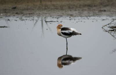 American Avocet_001.jpg