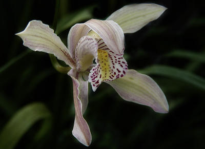 Cymbidium_002.jpg