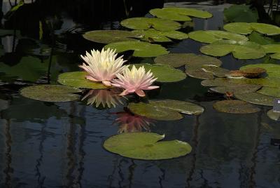 Longwood Lillies_004.jpg