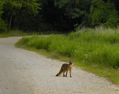 Red Fox_001.jpg