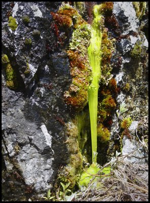 Mountian Spring Algae
