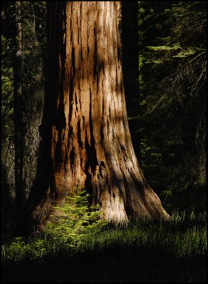 Mariposa Grove