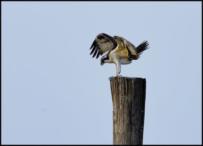 Young Osprey Practicing Landing