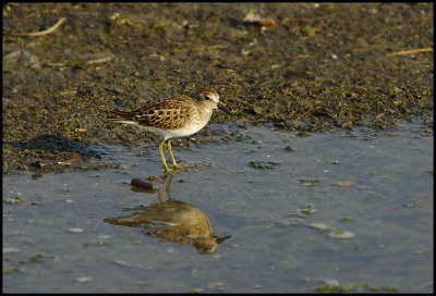 Least Sandpiper