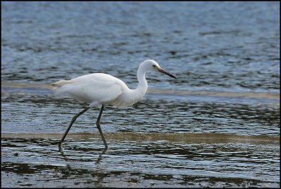 Snowy Egret_003.jpg