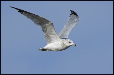 Ring Billed Gull