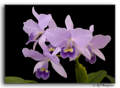 Cattleya portia 'Edward Wood' var coerulea