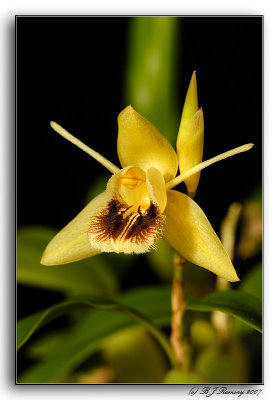 Coelogyne fimbriata