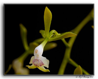 Epidendrum aff atroscriptum