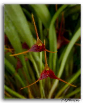 Masdevallia herradurae