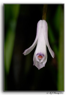 Scaphosepalum beluosum