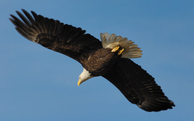 Bald Eagle