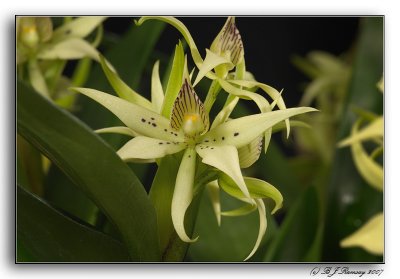 Prosthechea fragans