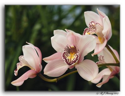 Cymbidium hybrid