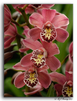 Cymbidium Hybrid