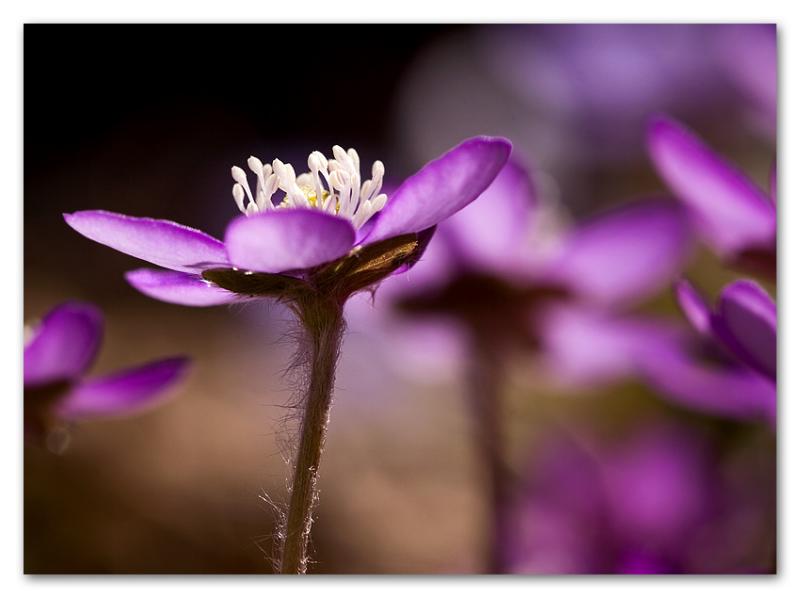 Anemone