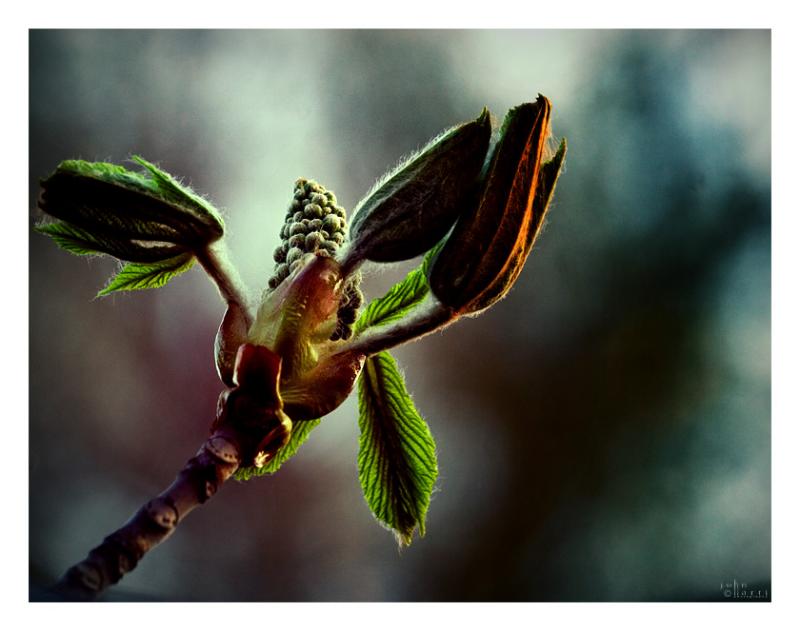  horse chestnut