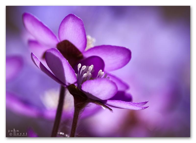 Anemone hepatica