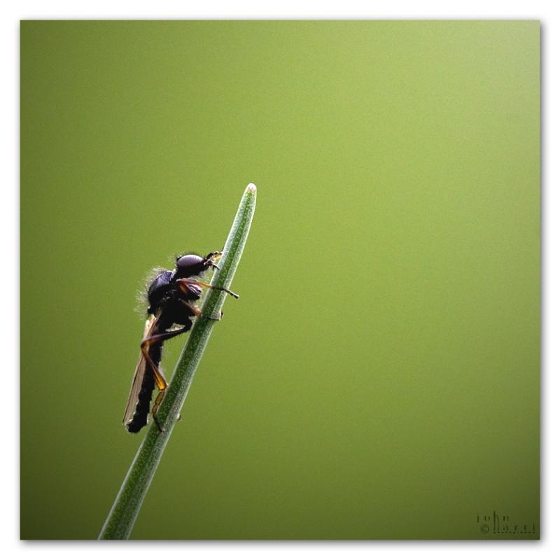 bug on a straw