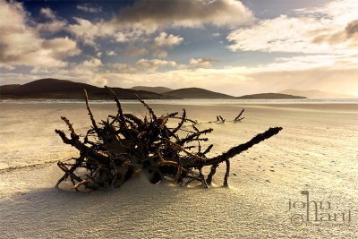 sandy beach and a tree