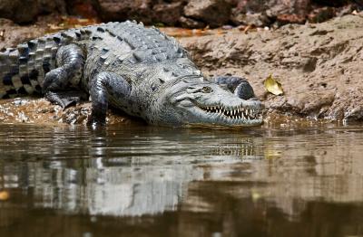 croc