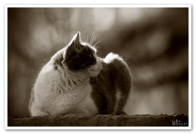 the Cat