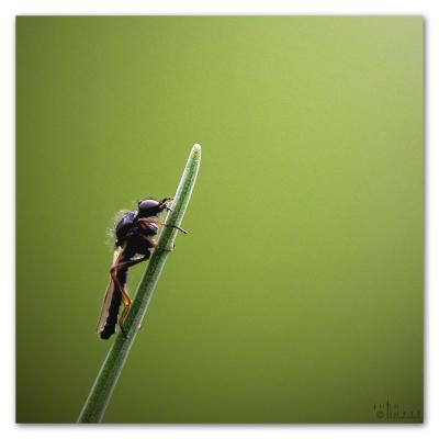 bug on a straw