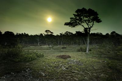 all green nature