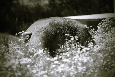piggy